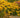 Goldsturm Black-Eyed Susan