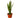 Snake Plant 'Zeylanica'