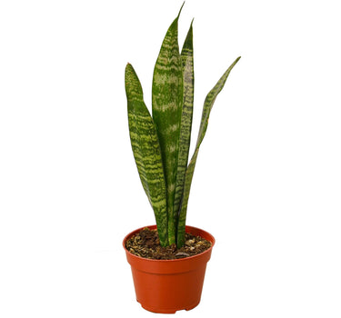 Snake Plant 'Zeylanica'