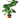 Philodendron Monstera Split-Leaf - 6" Pot - NURSERY POT ONLY