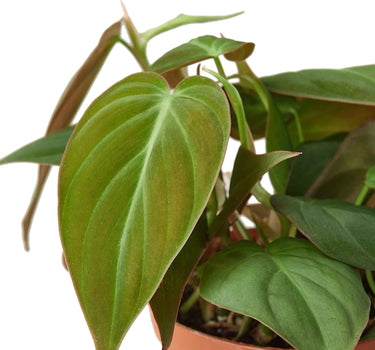 Philodendron 'Velvet'