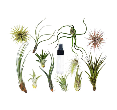 Tillandsia Air Plant Variety w/ Spray - 6 Pack - House Plant Shop