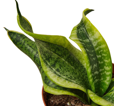 Snake Plant Twist