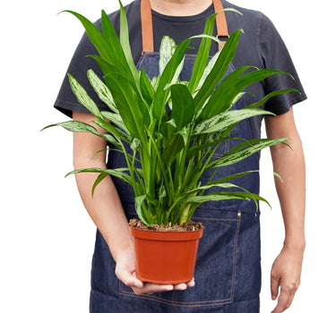 Chinese Evergreen 'Cutlass'