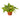 Philodendron 'Brasil'