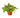 Philodendron 'Brasil' - 4" Pot - NURSERY POT ONLY