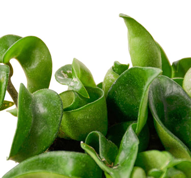 Hoya Rope Plant