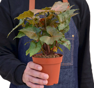 Syngonium Merry