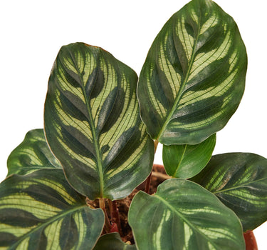 Calathea 'Makoyana'