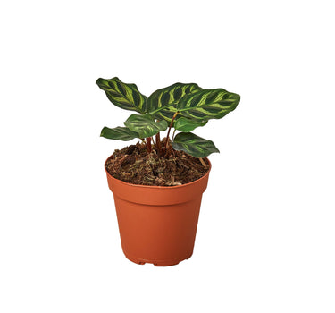 Calathea 'Makoyana'