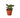 Calathea 'Makoyana' - 6" Pot - NURSERY POT ONLY