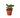 Calathea 'Makoyana' - 4" Pot - NURSERY POT ONLY