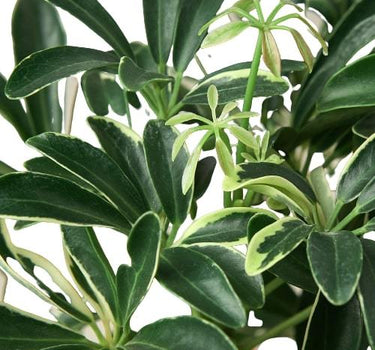 Schefflera Moonlight 'Umbrella Plant'