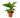 Spathiphyllum 'Peace Lily'