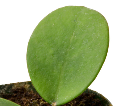 Hoya Obovata