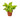 Pothos 'Neon' - 4" Pot - NURSERY POT ONLY