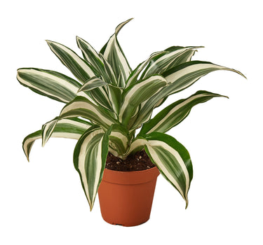 Dracaena 'Warneckii White Jewel'