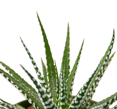 Zebra Succulent
