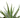 Zebra Succulent - 6" Pot - NURSERY POT ONLY