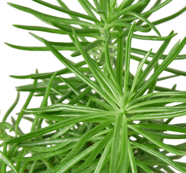 Succulent Senecio 'Himalayan' - 4" Pot