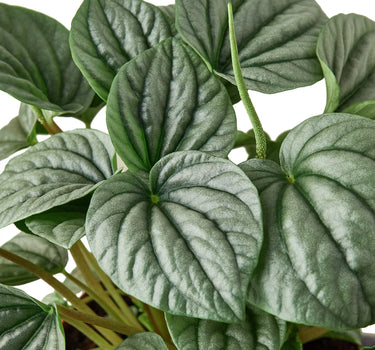 Peperomia 'Frost'