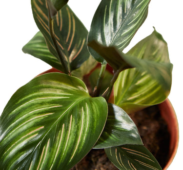 Calathea 'Beauty Star'