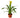 Guzmania Bromeliad 'Yellow'
