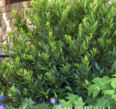 Little Ragu® Sweet Bay