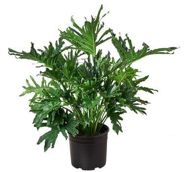 Philodendron ‘Lickety Split'