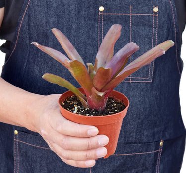 Bromeliad 'Fireball'