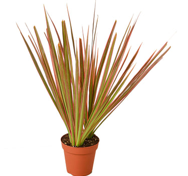 Dracaena 'Colorama' - 4" Pot - NURSERY POT ONLY