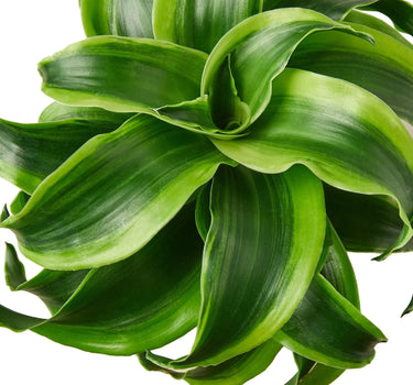 Dracaena 'Tornado'