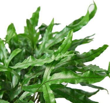 Fern 'Kangaroo Paw'