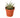Zebra Succulent - 4" Pot - NURSERY POT ONLY