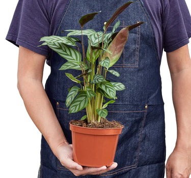 Calathea 'Grey Star'