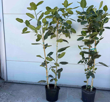 Ficus Audrey