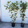 Ficus Audrey