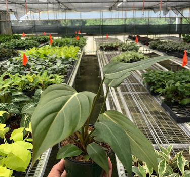 Philodendron 'Summer Glory'