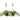 2 English Ivy Variety Pack - FREE Care Guide - 6" Hanging Pot - House Plant Shop