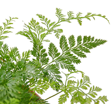 Rabbit's Foot Fern