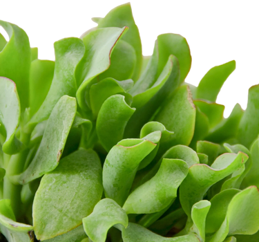 Ripple Jade Succulent