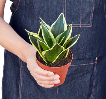 Snake Plant Black Gold