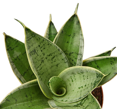 Snake Plant Starlight