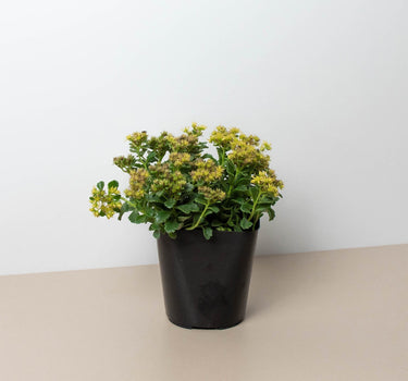 Sedum Little Miss Sunshine
