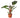 Philodendron 'Congo Rojo'