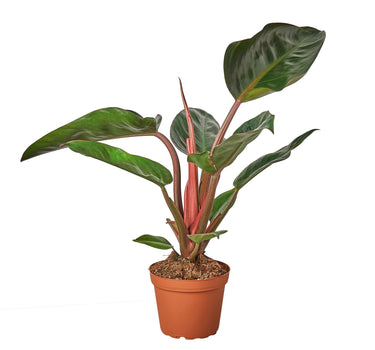 Philodendron 'Congo Rojo'