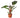 Philodendron 'Congo Rojo' - 4" Pot - NURSERY POT ONLY