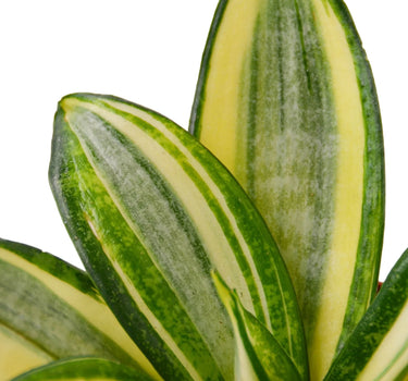 Snake Plant Gold Hahnii