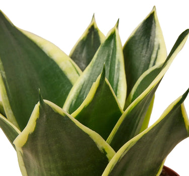 Snake Plant Black Gold