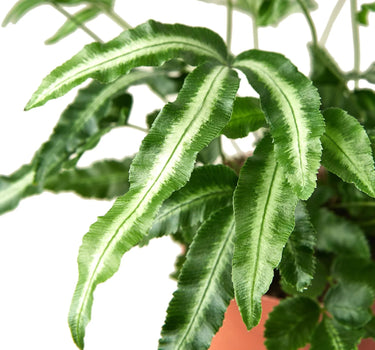 Pteris Cretica 'Albo Fern'